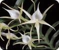 Angraecum longicalcar